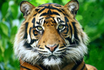 odisha tourism odisha tourism